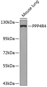 PPP4R4 Antibody