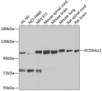 PCDHA12 Antibody