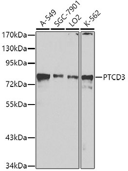 PTCD3 Antibody