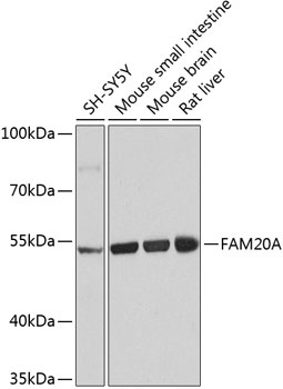 FAM20A Antibody