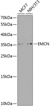 EMCN Antibody