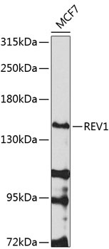 REV1 Antibody
