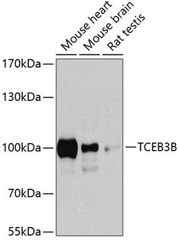 TCEB3B Antibody