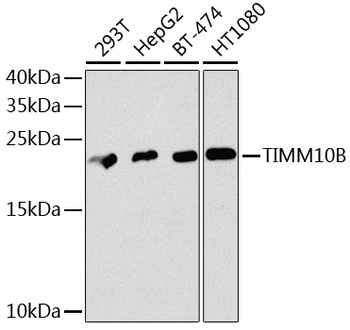 TIMM10B Antibody