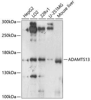 ADAMTS13 Antibody