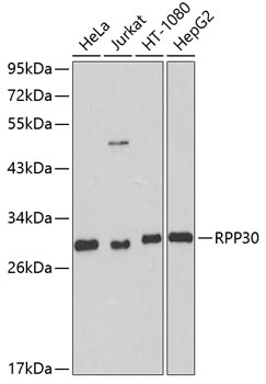 RPP30 Antibody