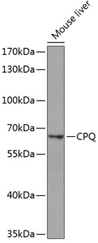 CPQ Antibody