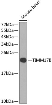 TIMM17B Antibody