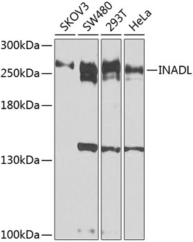 INADL Antibody