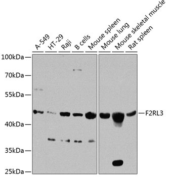 F2RL3 Antibody