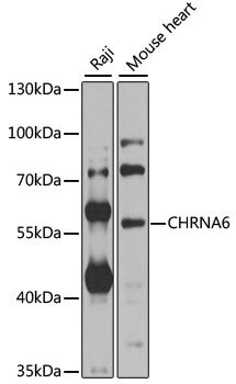 CHRNA6 Antibody