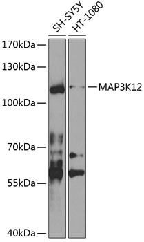 MAP3K12 Antibody
