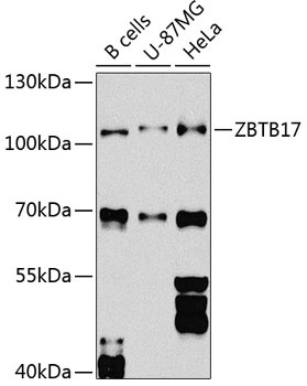ZBTB17 Antibody