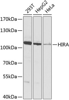 HIRA Antibody