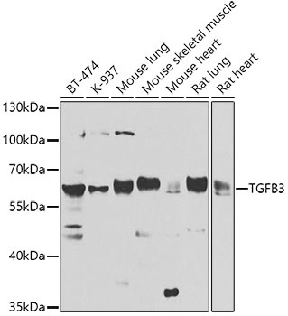 TGFB3 Antibody