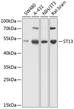 ST13 Antibody