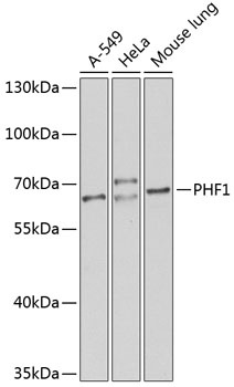 PHF1 Antibody