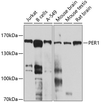 PER1 Antibody