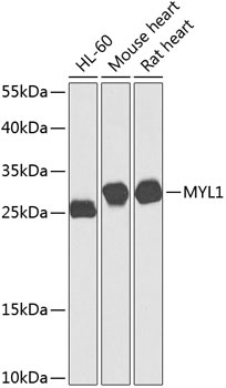 MYL1 Antibody