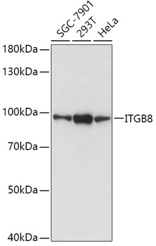 ITGB8 Antibody