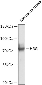 HRG Antibody