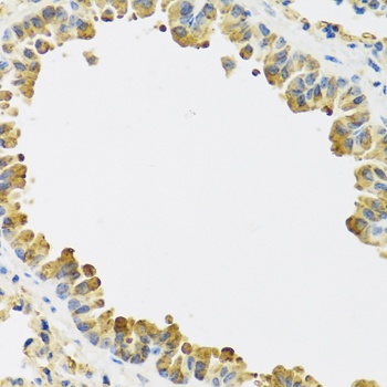 HRG Antibody