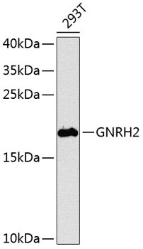 GNRH2 Antibody