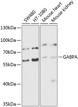 GABPA Antibody