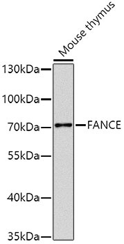 FANCE Antibody