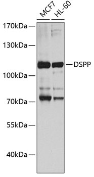 DSPP Antibody