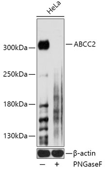 ABCC2 Antibody