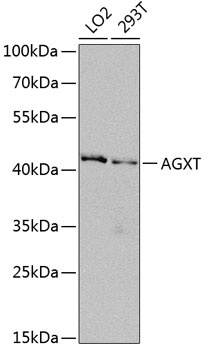AGXT Antibody