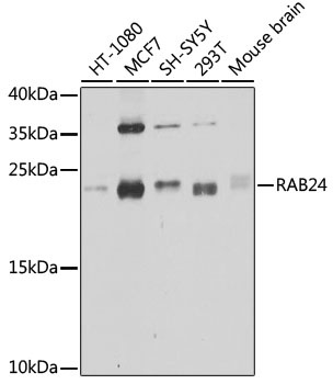 RAB24 Antibody