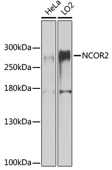 NCOR2 Antibody