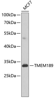 TMEM189 Antibody
