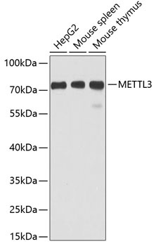 METTL3 Antibody