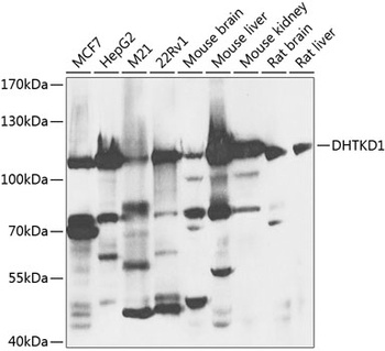 DHTKD1 Antibody