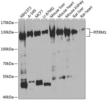 PITRM1 Antibody