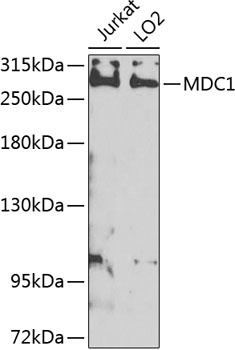 MDC1 Antibody