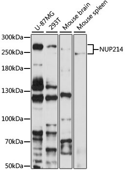 NUP214 Antibody
