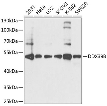 DDX39B Antibody