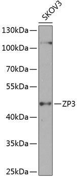 ZP3 Antibody