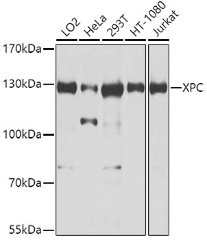 XPC Antibody