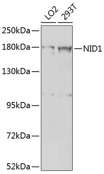 NID1 Antibody