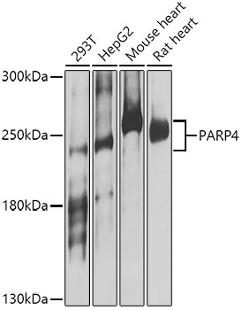 PARP4 Antibody