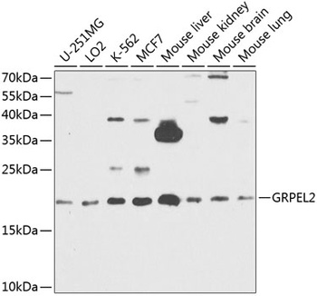 GRPEL2 Antibody