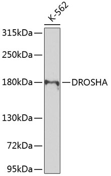 DROSHA Antibody