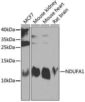 NDUFA1 Antibody