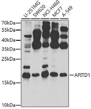 APITD1 Antibody
