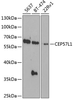 CEP57L1 Antibody